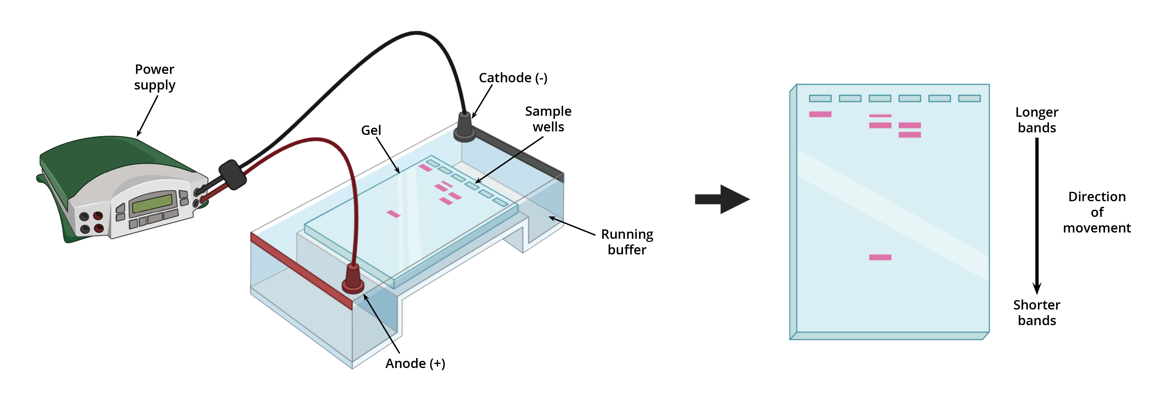 1 5 Agarose Gel Recipe Dandk Organizer