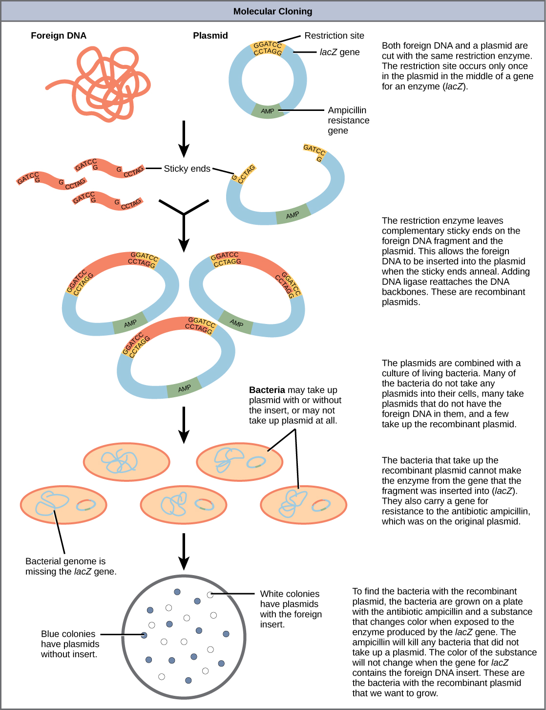 10 1 Cloning And Genetic Engineering Biology Libretexts