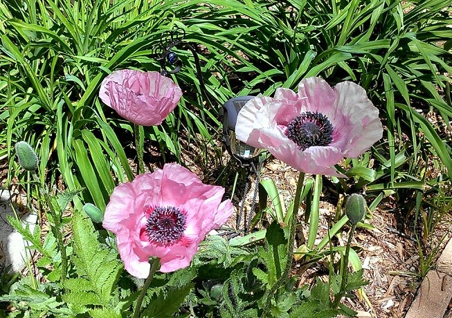 1000 Images About Sleep Poppies Will Make Them Sleep On