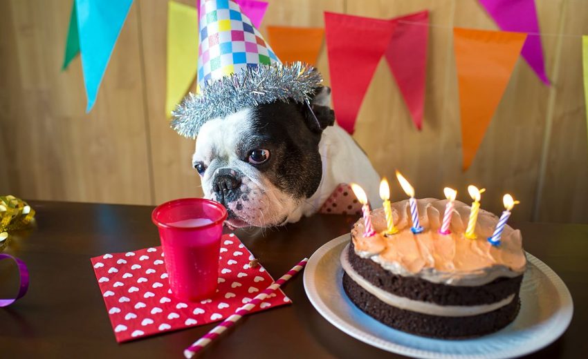 12 Best Dog Cake Recipes Homemade Cake For Your Pup