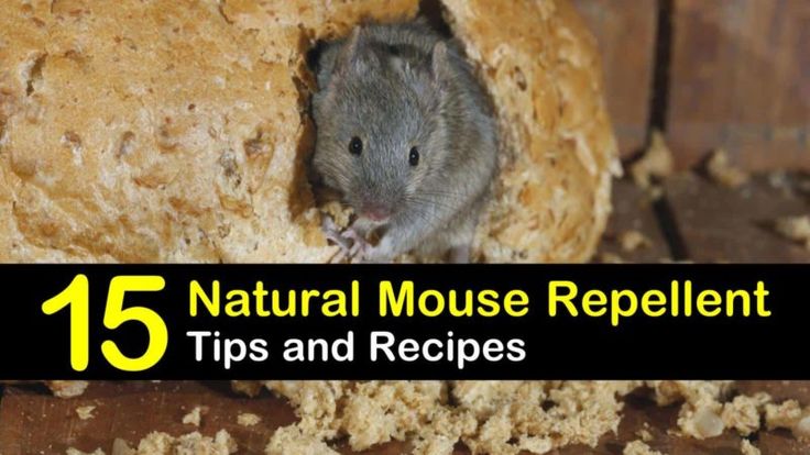 15 Brilliant Diy Mouse Repellents