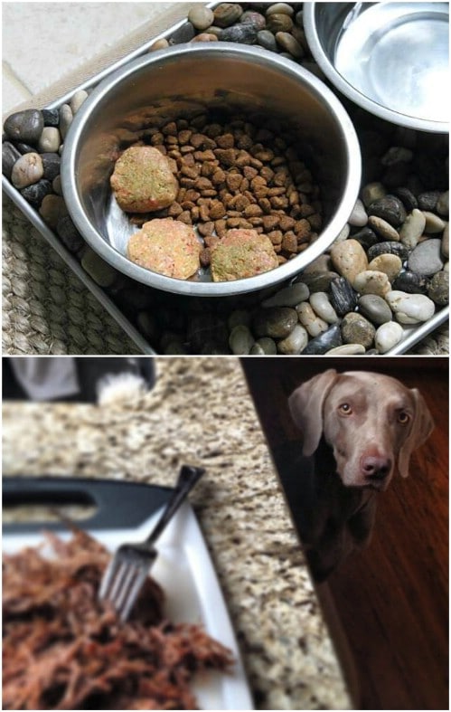 25 Lip Smacking Homemade Healthy Dog Food Recipes Your Pooch Will Love Diy Amp Crafts