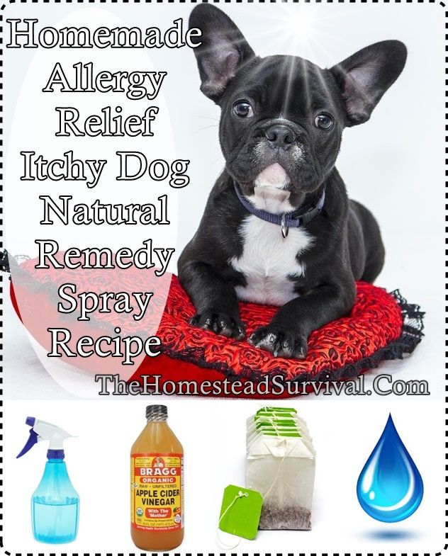 29 Cute Dog Allergy Home Remedies Image 4K Uk Bleumoonproductions