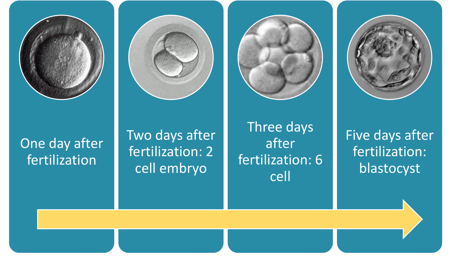 3 Simple Steps To Understand Ivf Process Crysta Ivf