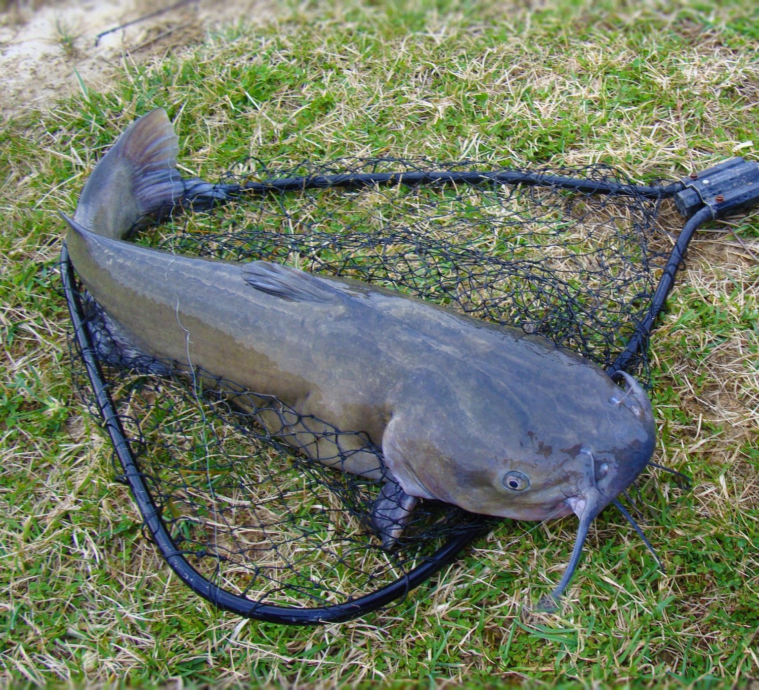 5 Baits That Are Guaranteed To Catch Catfish In Rivers Go Fishing