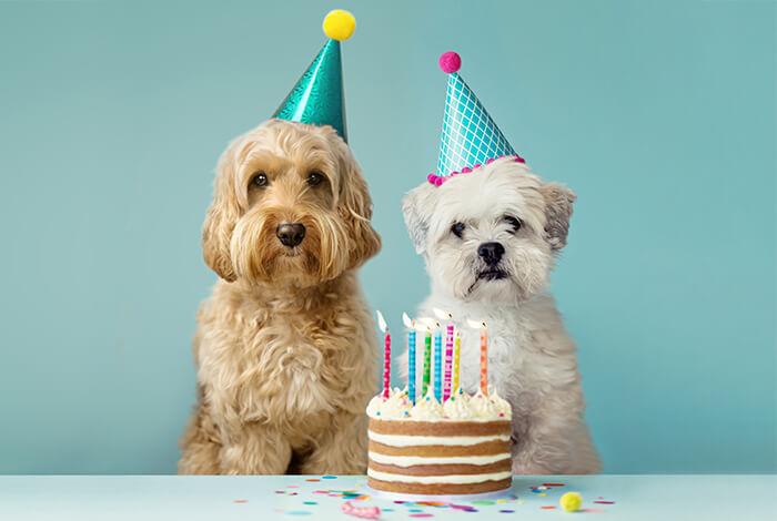 5 Fun And Easy Dog Birthday Cake Recipes Good Doggies Online Dog