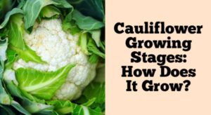 7 Cauliflower Growing Stages From Seed To Harvest