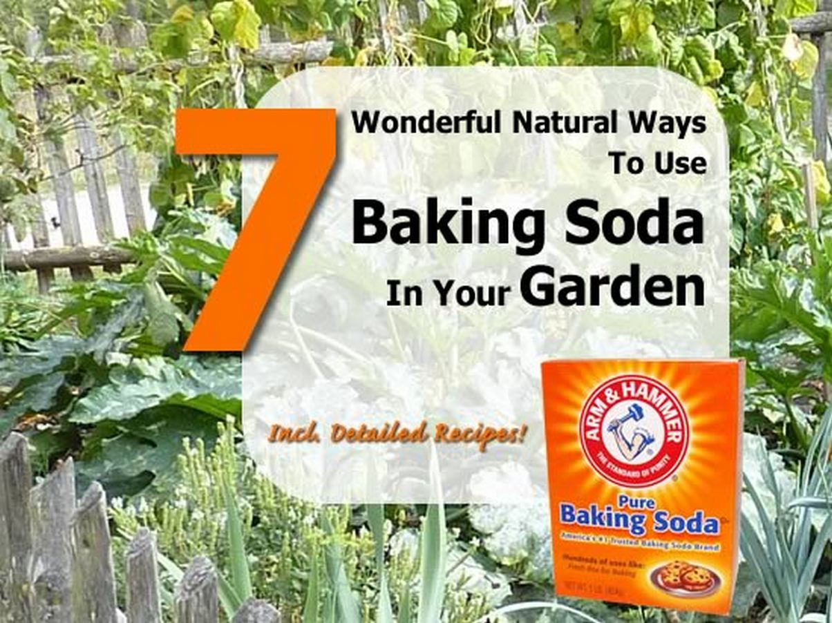 7 Wonderful Natural Ways To Use Baking Soda In Your Garden