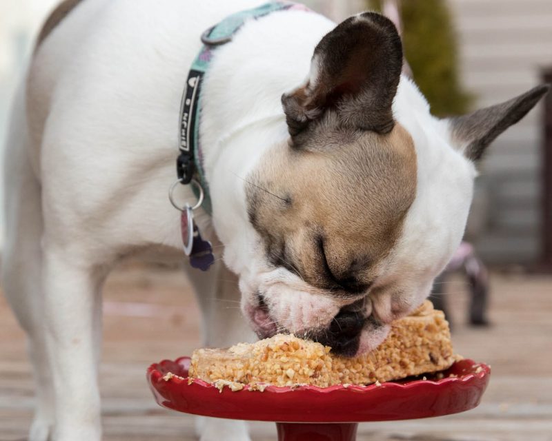 9 Dog Birthday Cake Recipes Without Peanut Butter Hey Djangles