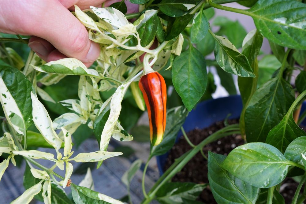 9 Weird Pepper Varieties You Can Grow At Home Pepper Geek