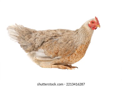 A Whole Chicken Sitting On Top Of A White Counter