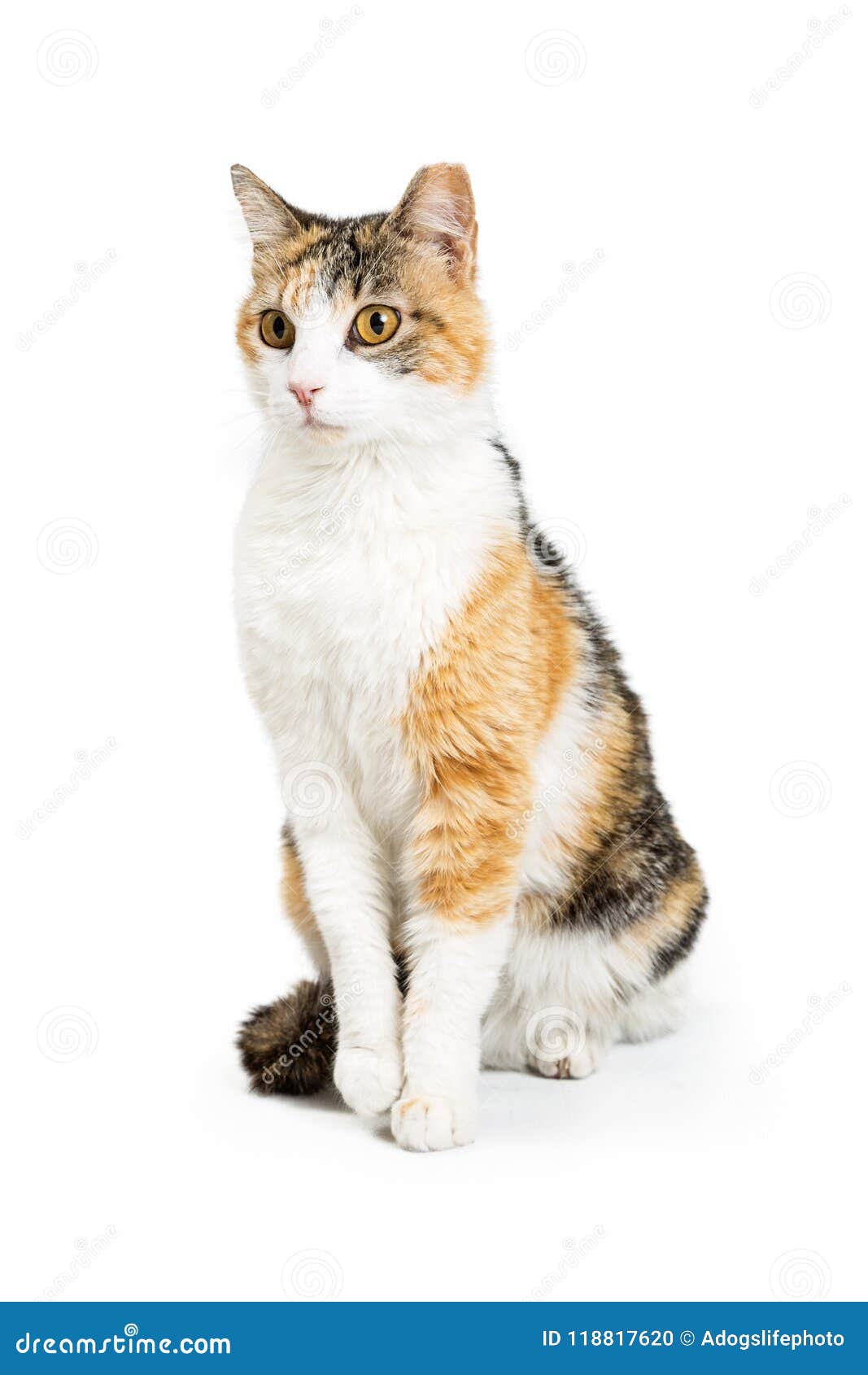 An Orange And White Cat Sitting On Top Of A Counter Next To Jars Filled