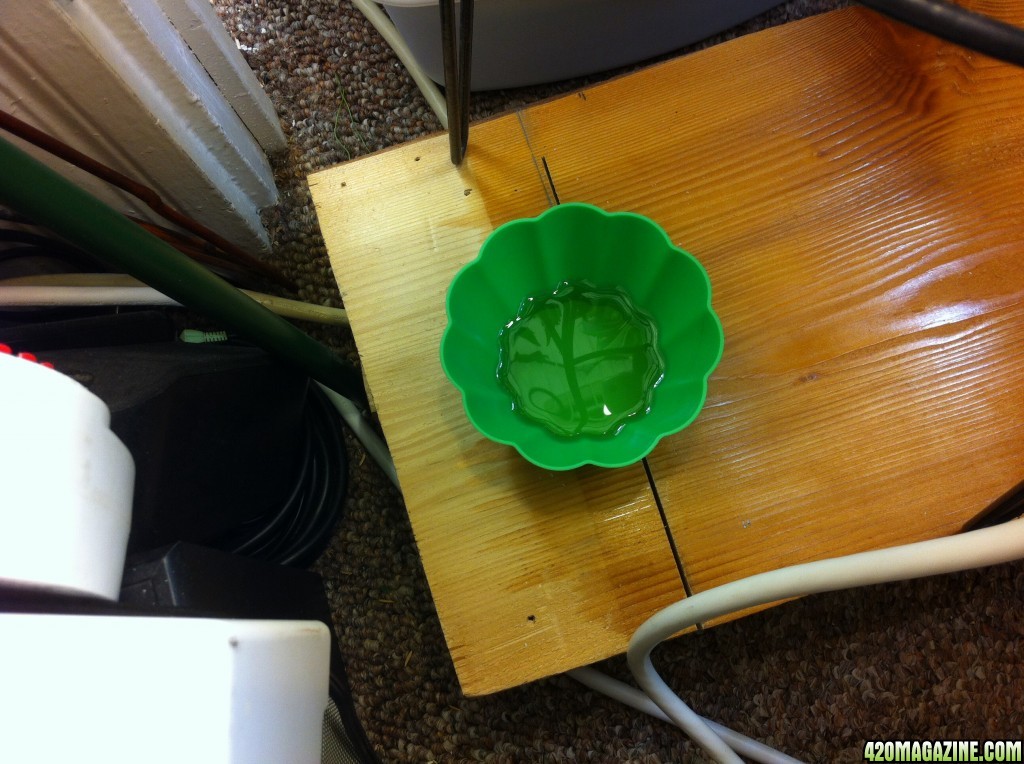 Apple Cider Vinegar Trap For Fungus Gnats