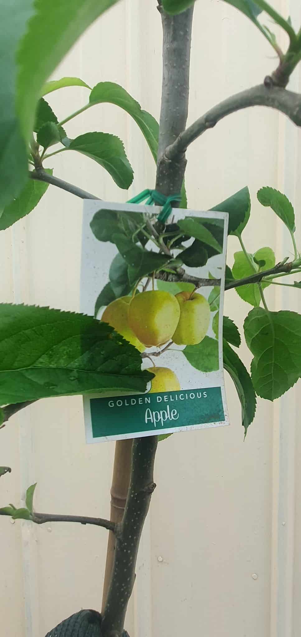 Apple Tree Amp 39 Golden Delicious Amp 39 True Green Nursery