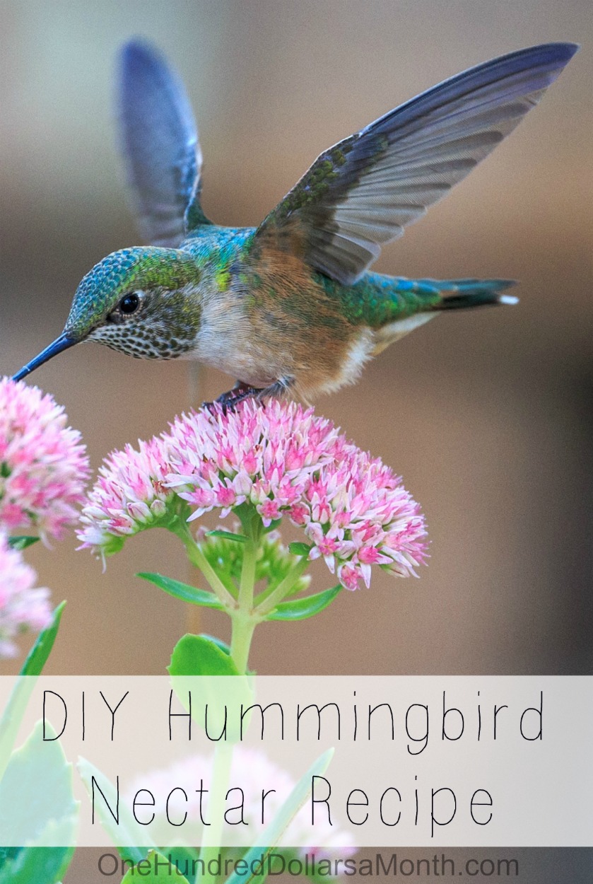 Attract Hummingbirds Instantly Easy Diy Hummingbird Nectar Recipe