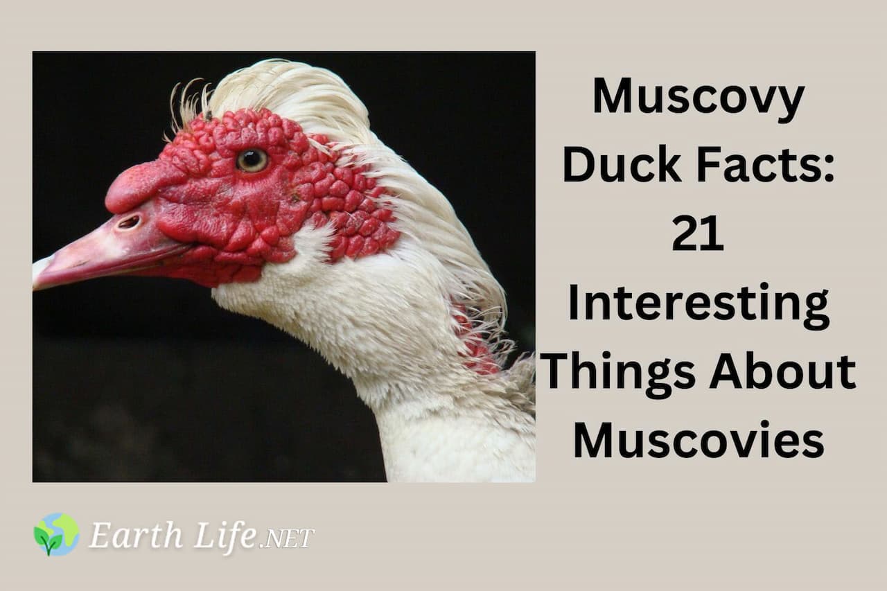 7 Steps to Perfectly Baked Muscovy Duck