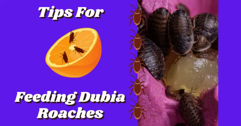 Balanced Gut Load Roach Chow For Dubia Turkistan Roaches Beetles