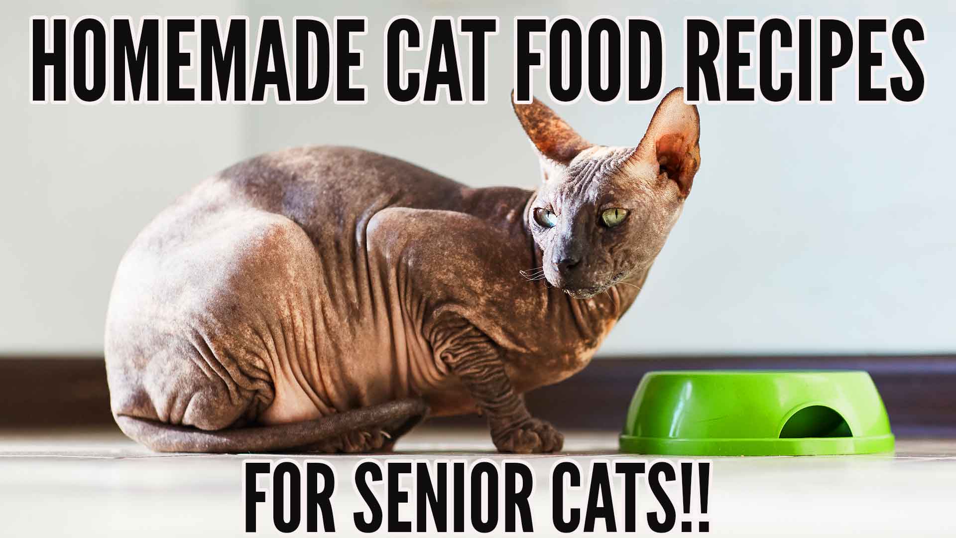 Best 5 Homemade Cat Food Recipes For Senior Cats Perfect Cat Food