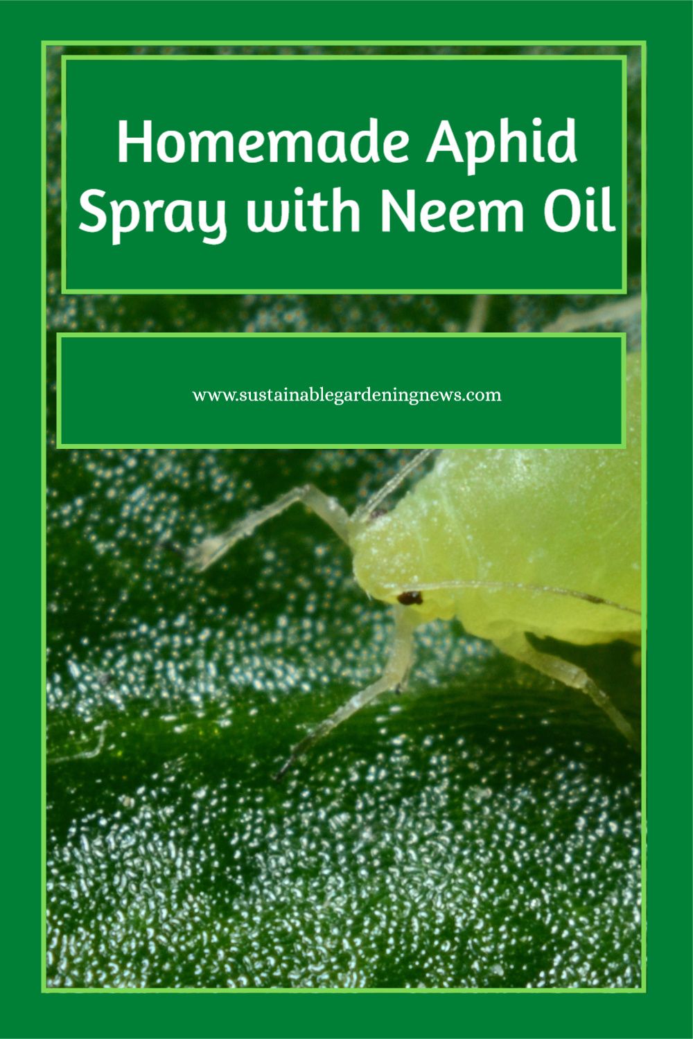 Best Aphid Spray