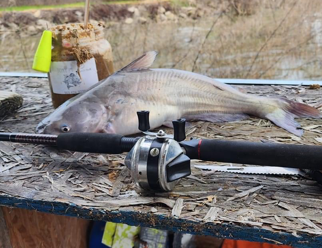 Ultimate Catfish Bait Recipe for Massive Catches