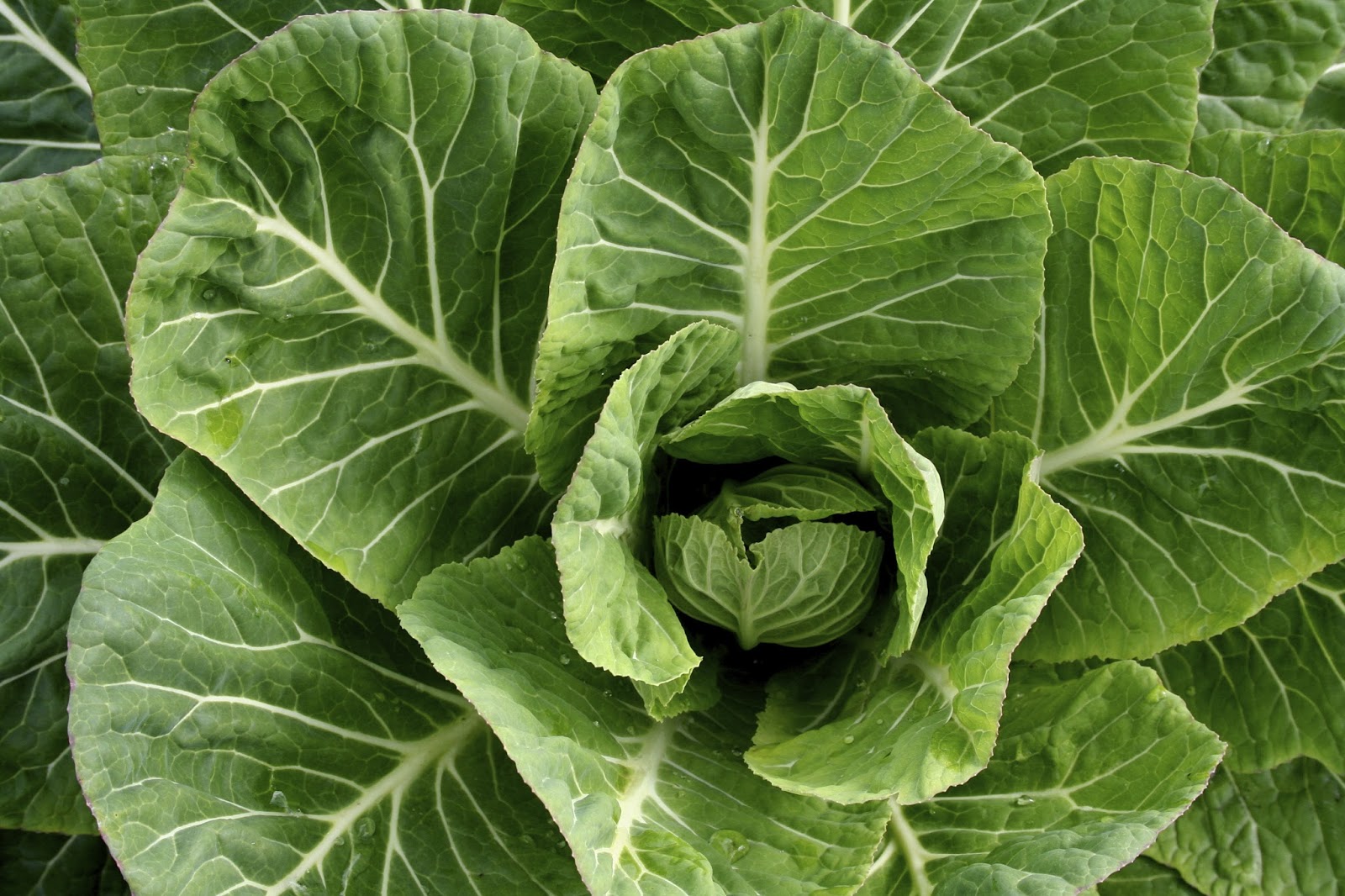 Best Collard Recipe: Simple, Delicious, and Nutritious Greens