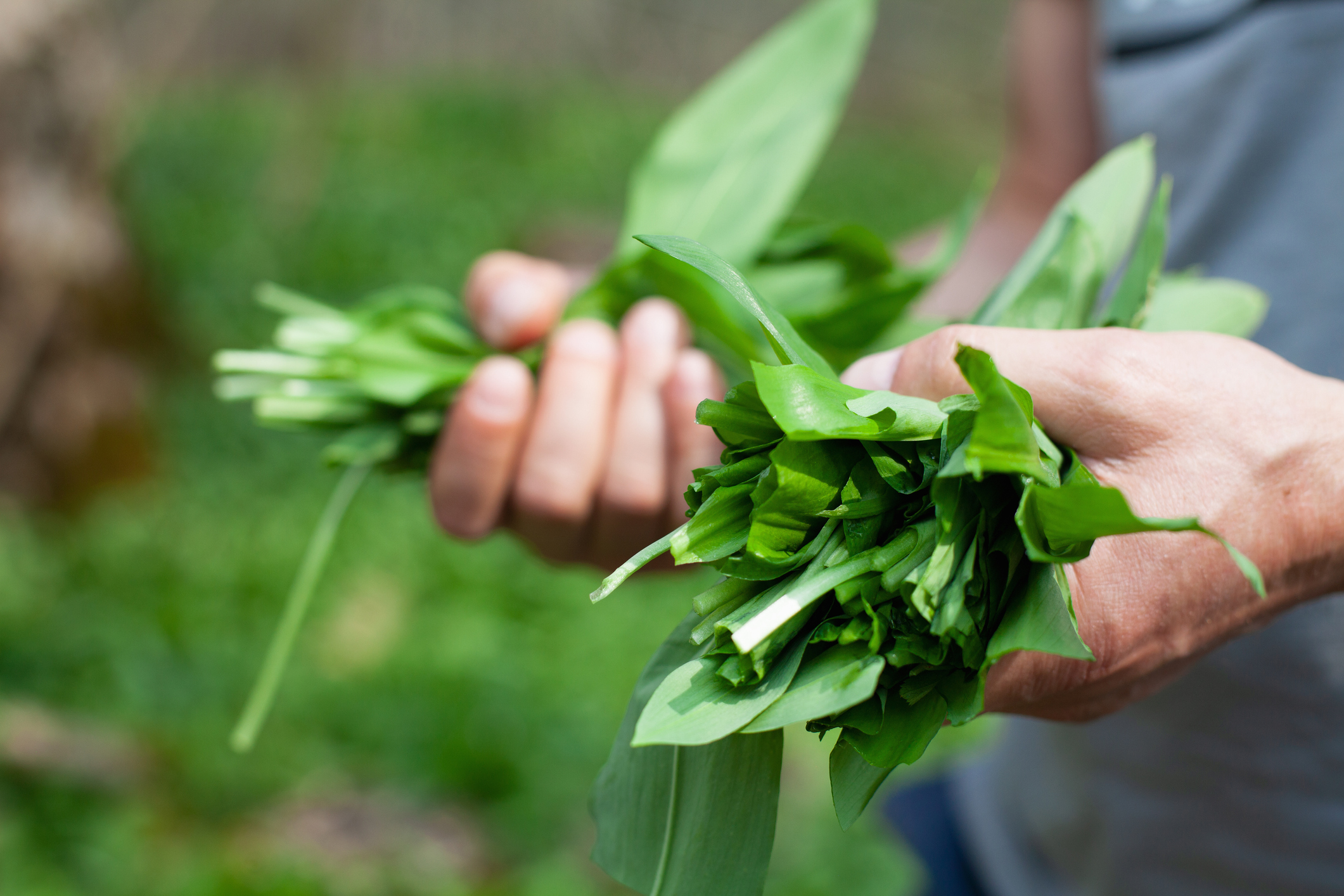 5 Wild Garlic Recipes You Must Try