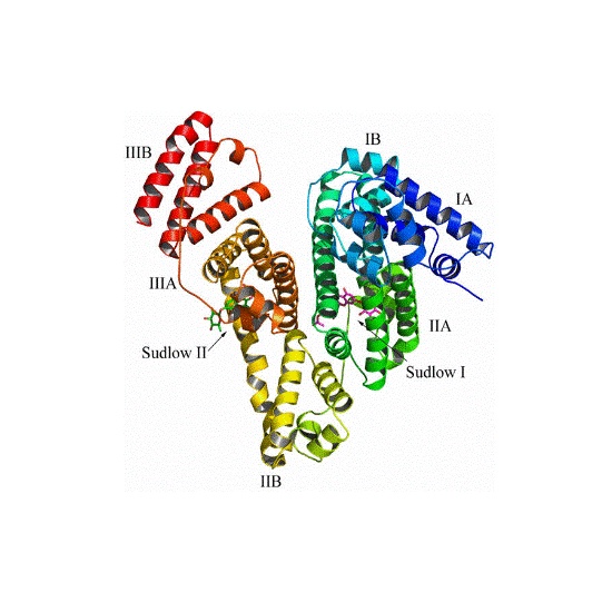 Biotinylation Bovine Serum Albumin And Streptavidin Enzyme Labeled