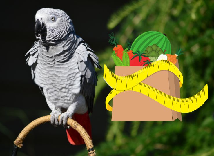 Birdie Bread Parrot Diet Pet Birds Parrot