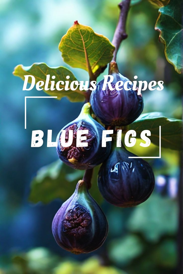 Blue Figs Unveiling Nutritional Benefits Delicious Figs Recipes