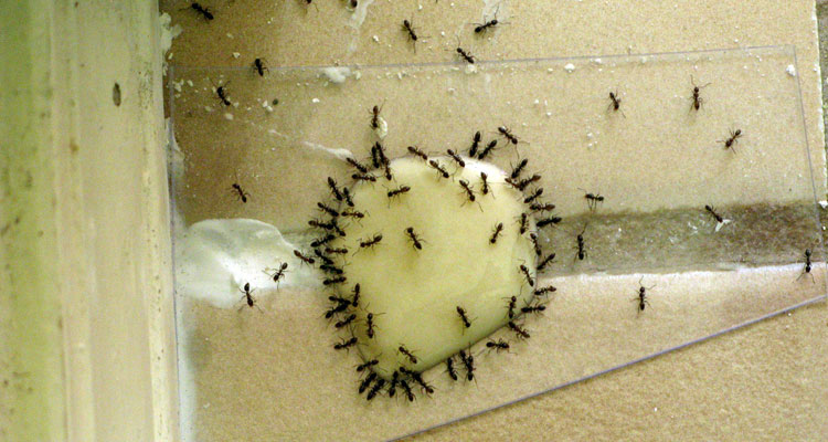 Boric Acid And Sugar Recipe For Ants Pestphobia