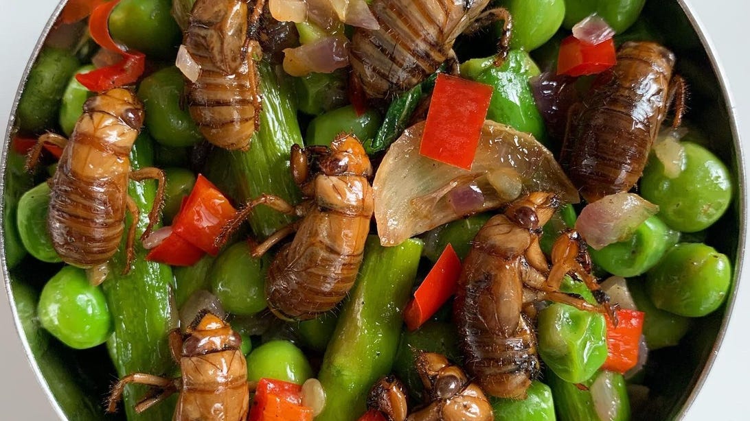 Brood X Cicada Recipes Add Extra Crunch To Your Meals Want A Taste