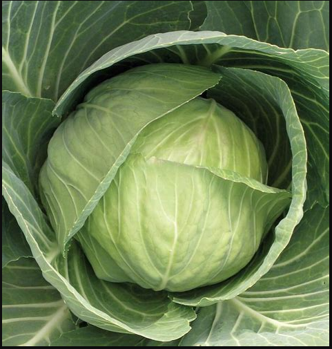 Cabbage Recipe: Deliciously Simple Dishes to Try