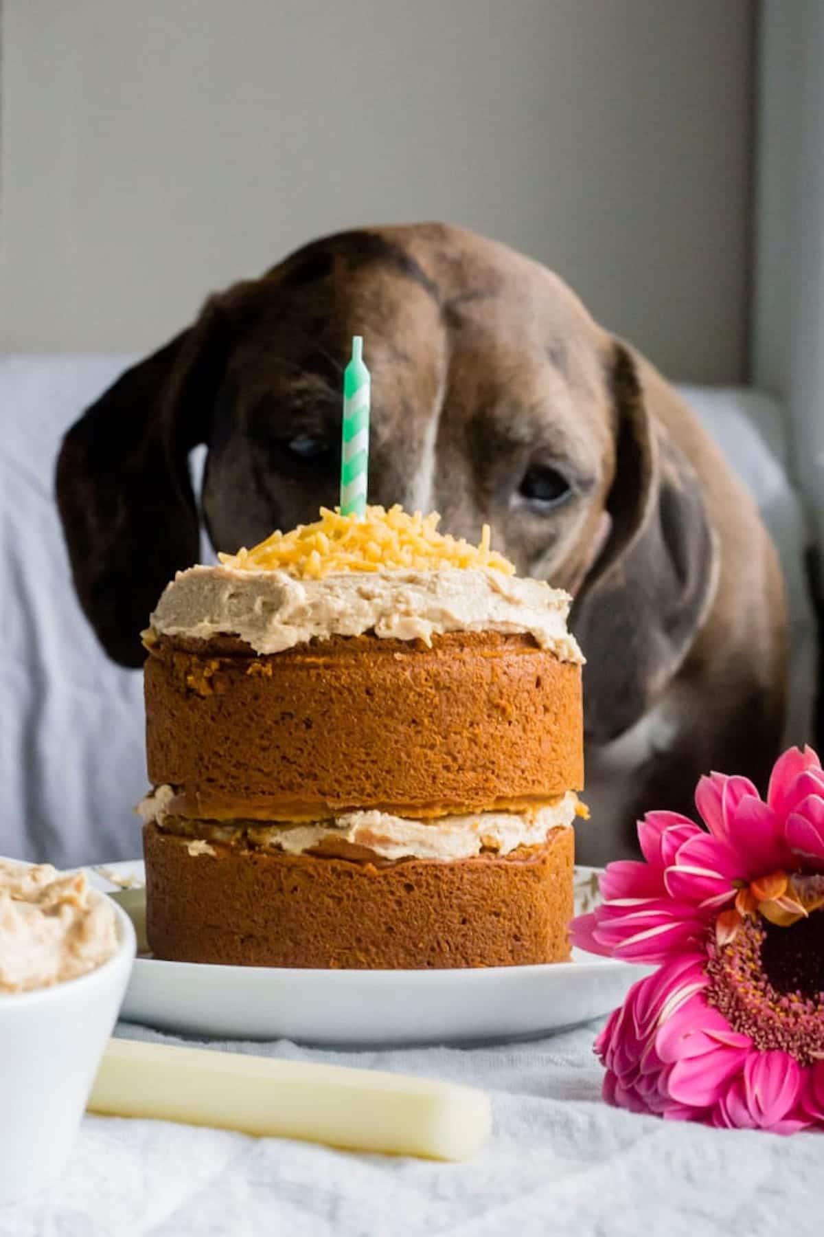 5 Dog-Friendly Cake Recipes for a Paw-some Birthday