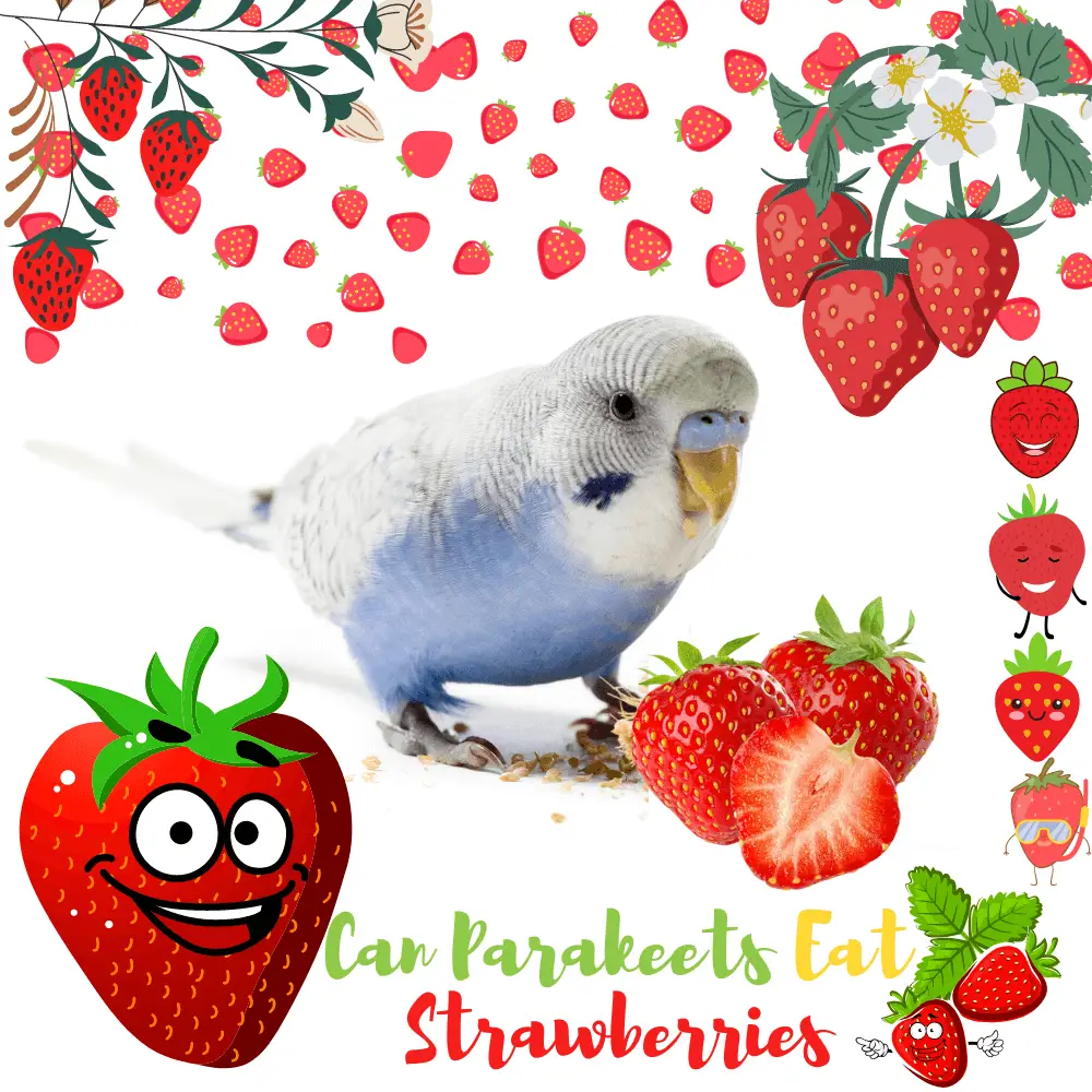 Can Parakeets Eat Tomatoes