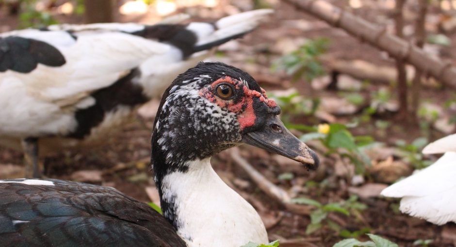 Can You Eat Muscovy Ducks Thefarmliving Com