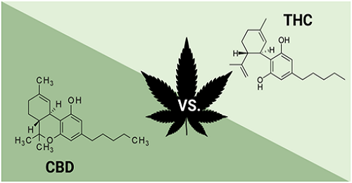 Cannabis Oils A Beginner S Guide Axsource