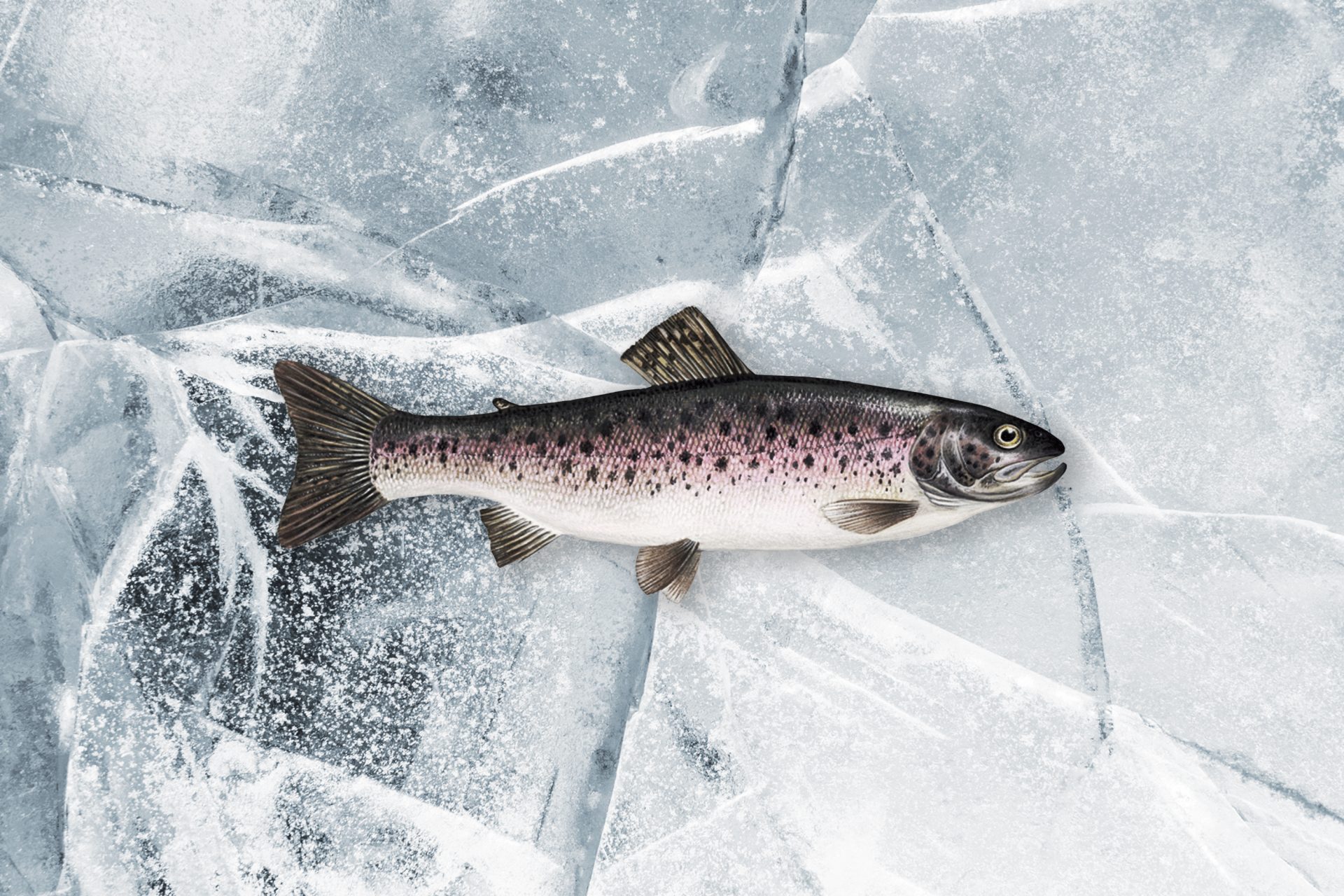 5 Delicious Cast Iron Steelhead Trout Recipes