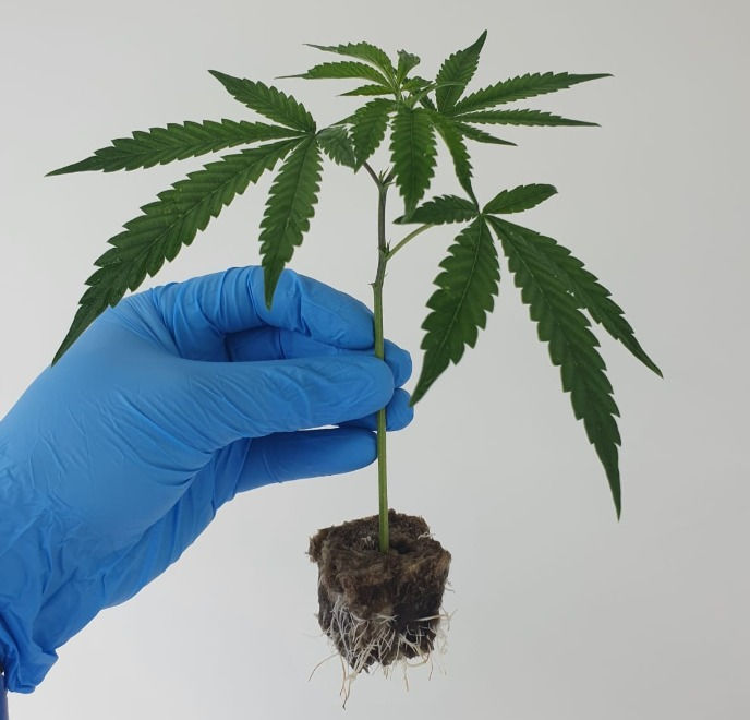 Cloning Cannabis 8 Tips For Rooting Success