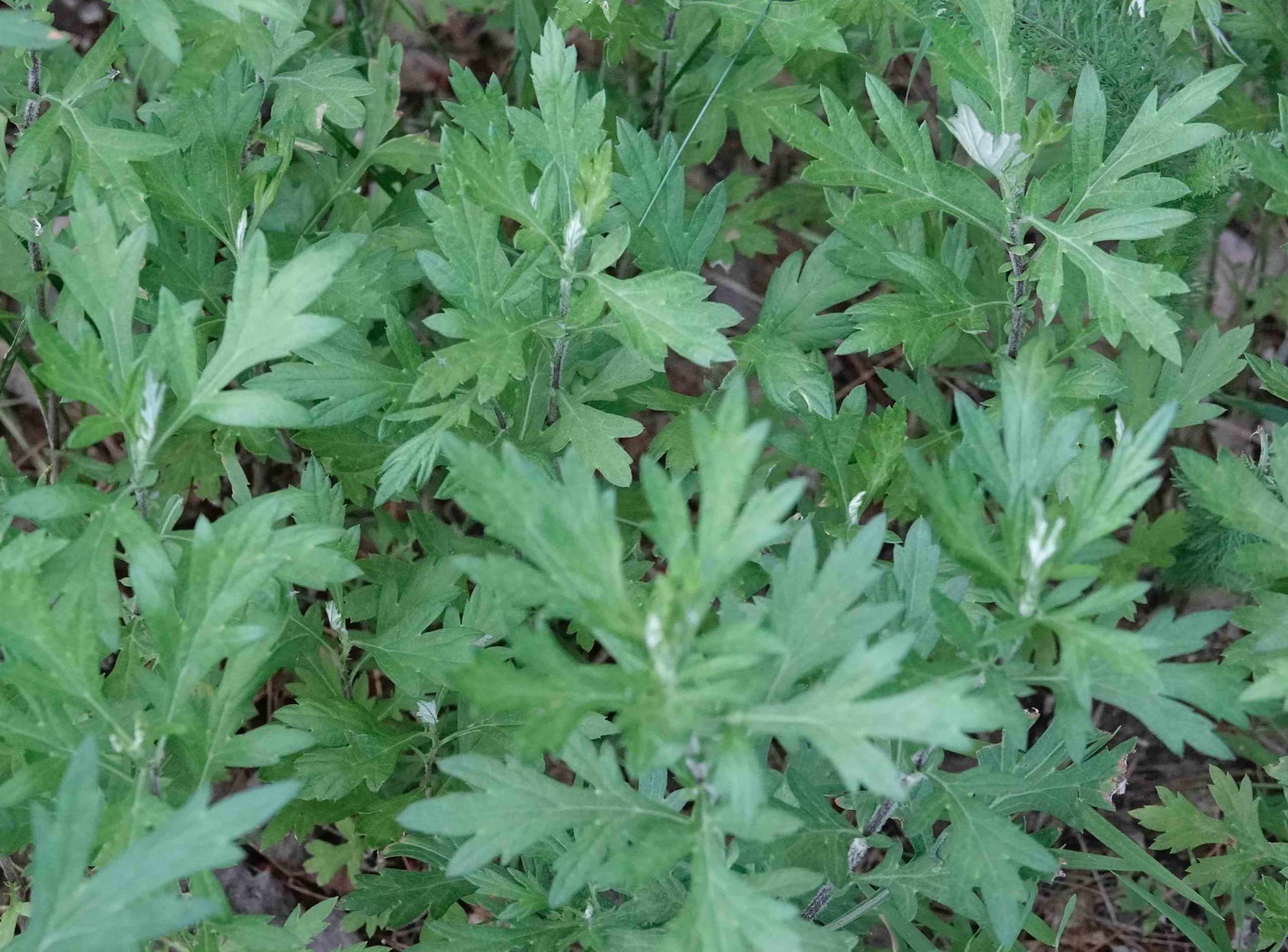 Common Mugwort 7 12 20 Sharon Friends Of Conservation