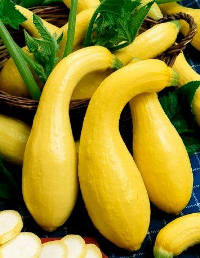 Crook Neck Squash Living Off The Land Growing Squash