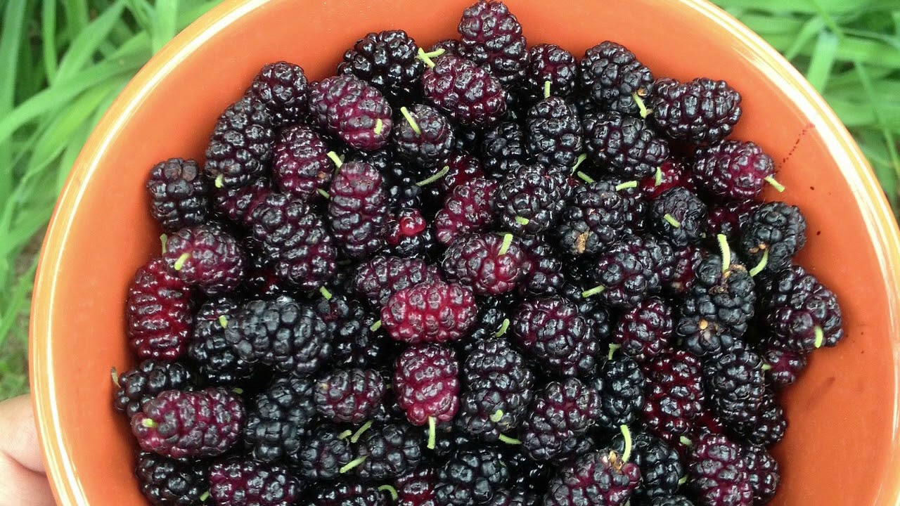 Delicious Mulberries When Sick Or Hungry You Must Try Some Youtube