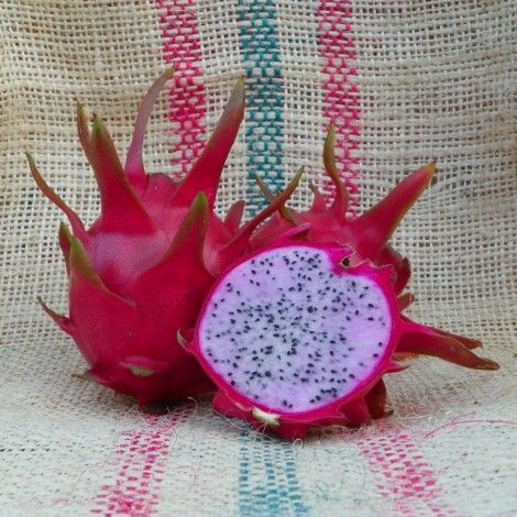 Delight Dragon Fruit Pink Flesh Variety From Spicy Exotics