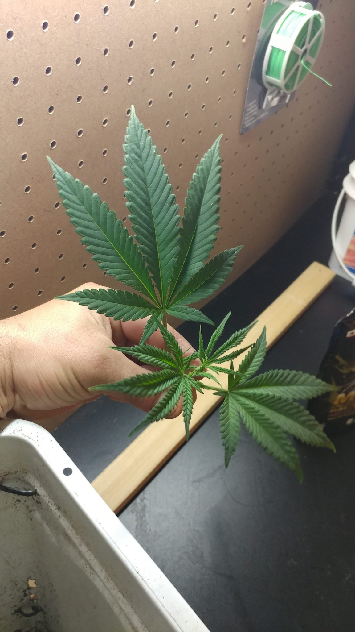 Discover Advanced Techniques For Cloning Cannabis Plants