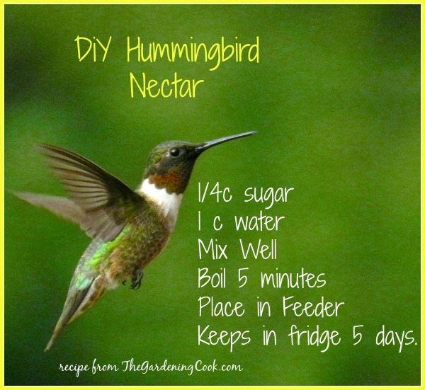 Diy Humming Bird Nectar