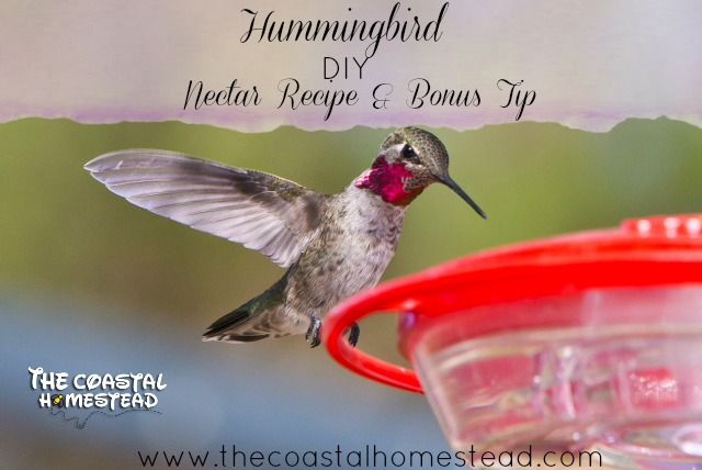 Diy Hummingbird Nectar Recipe Bonus Tip The Coastal Homestead