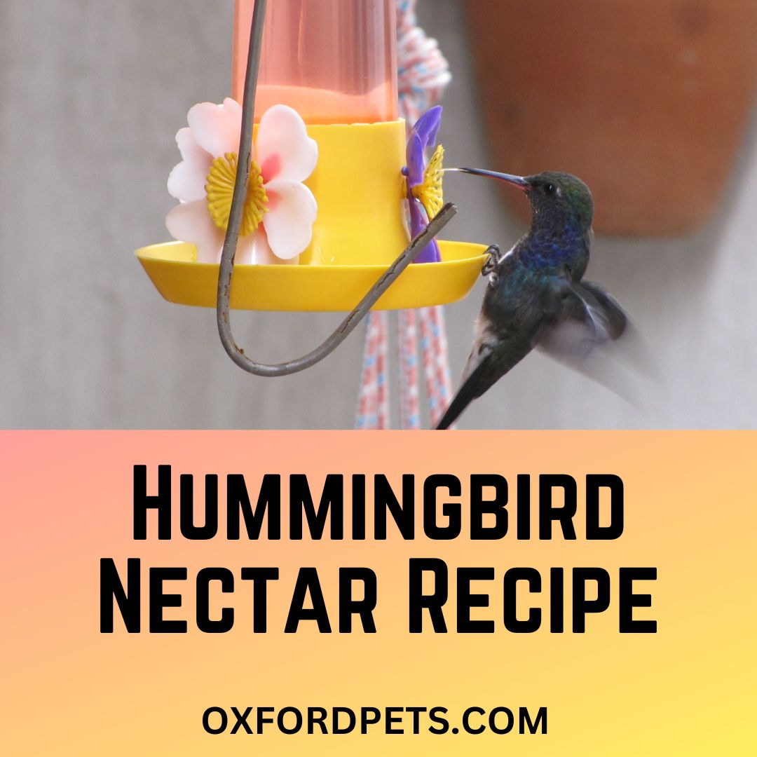 Diy Hummingbird Nectar Recipe Stepwise Guide Oxford Pets