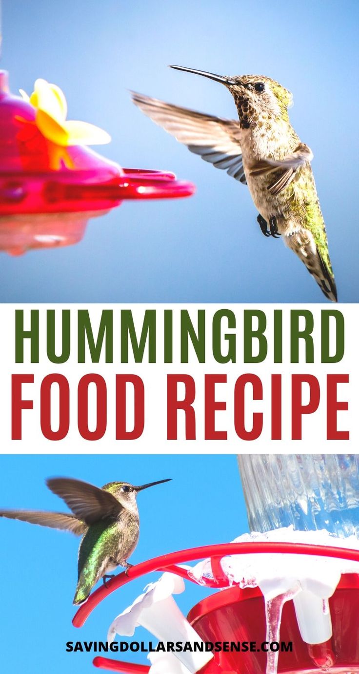 Diy Hummingbird Nectar Recipe With Just Two Ingredients