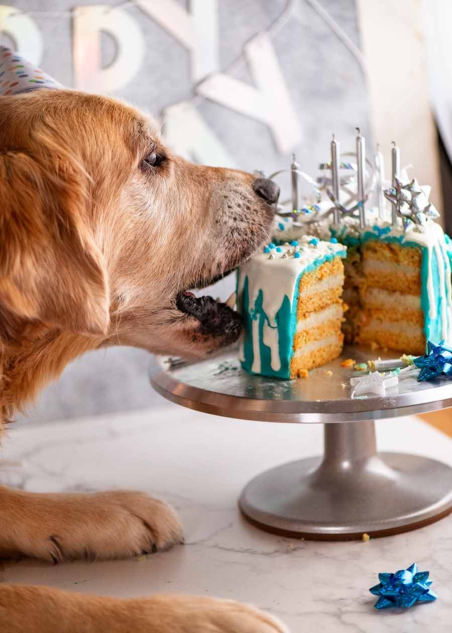 Dog Cake Recipe For Dozer S Birthday Recipetin Eats