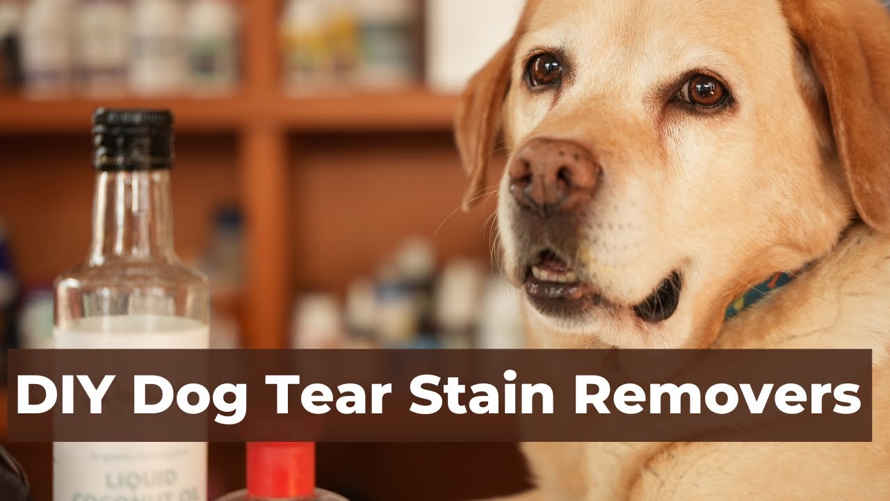 Dog Tear Stain Removers 5 Natural Remedies Veterinary Secrets With Dr Andrew Jones Dvm