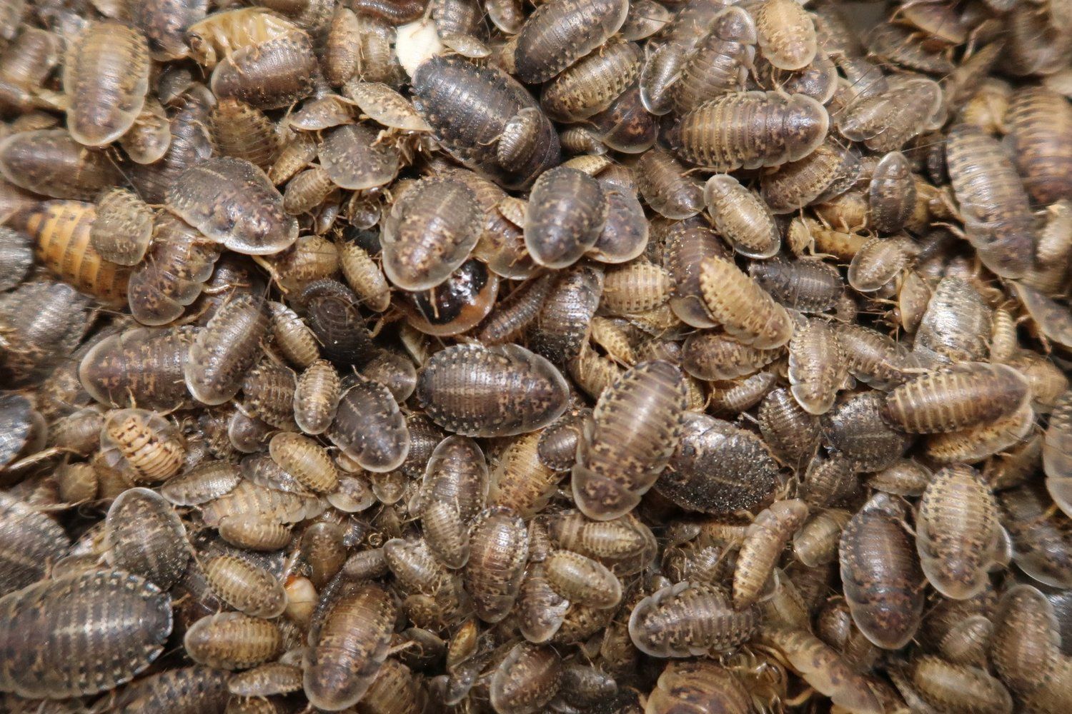 Dubia Roaches At Dinnertime